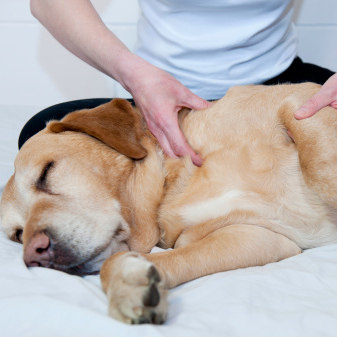 Dog Massage